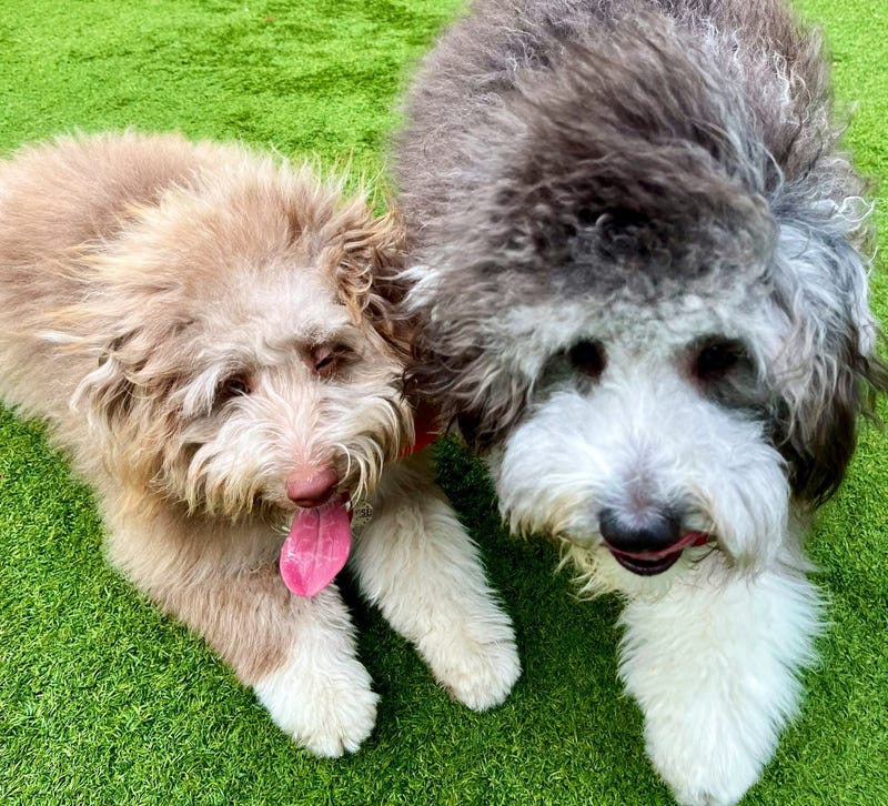 Arthur, left, and Guy Fureri will compete in the 20th annual Puppy Bowl on Sunday. Both pups will be representing Bucktown's One Tail at a Time pet rescue.