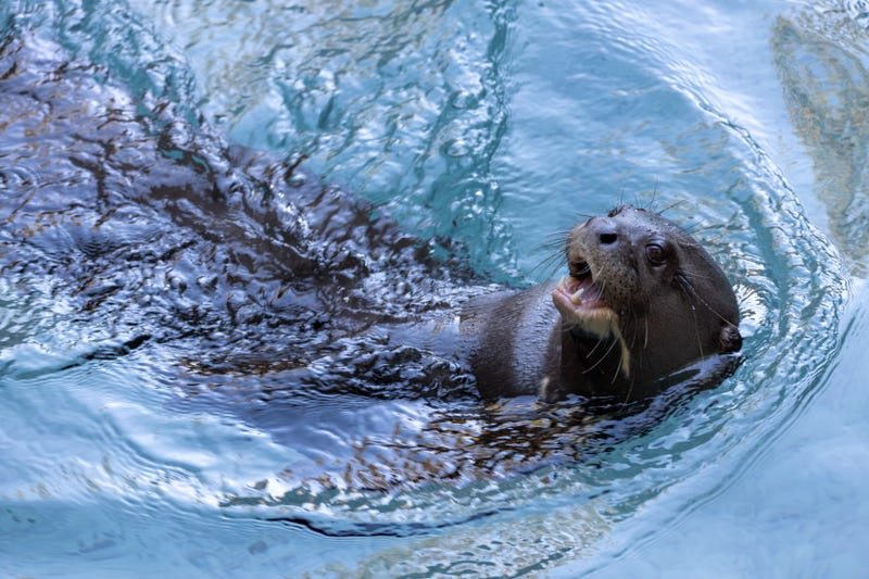 Otter