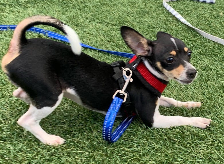 Rock's rescue pup Gizmo