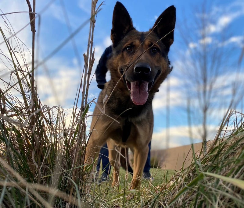 Happy dog in tall grasses