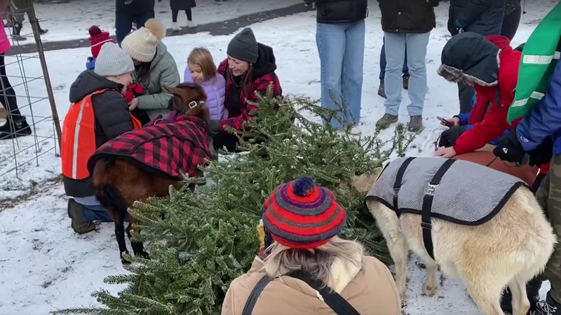 Goats eating a Christmas tree