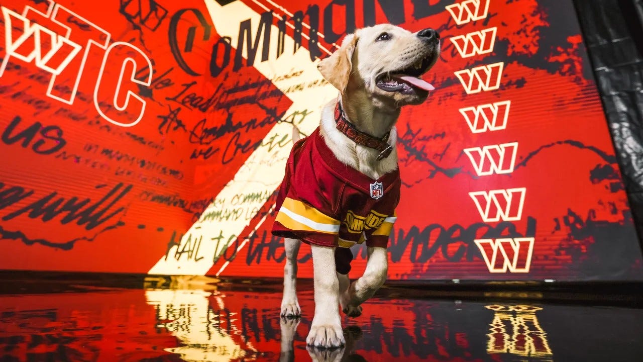 Meet Goldie, Washington Commanders Most Valuable Pup, and service dog in training