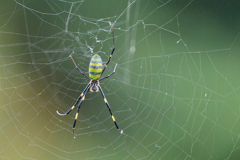 Goro spider