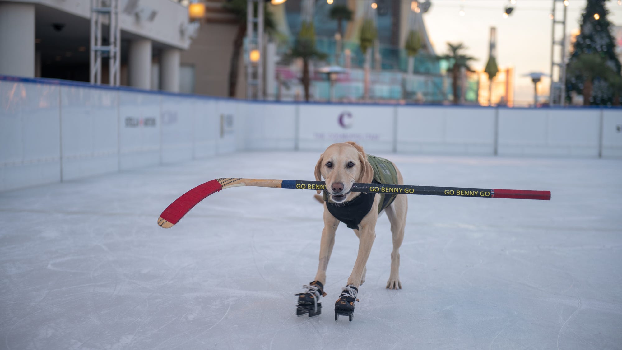 Look Out! Benny the Ice-Skating Dog to slide into Central Park next week
