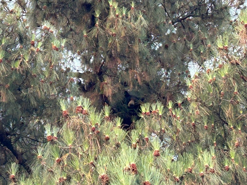bear in tree