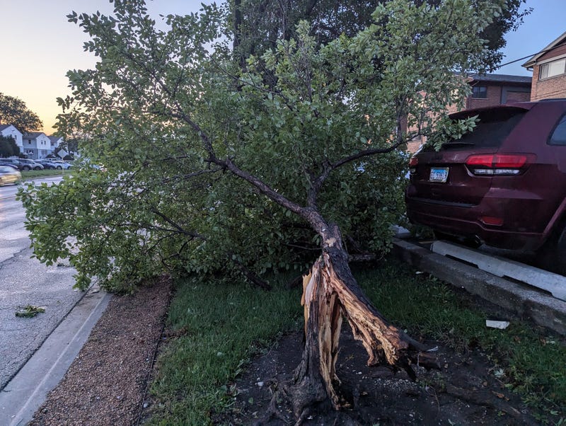 downed tree