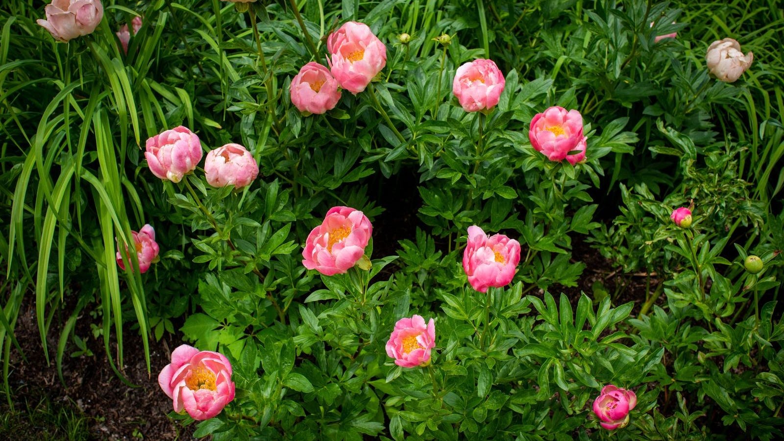 Your May Garden Checklist