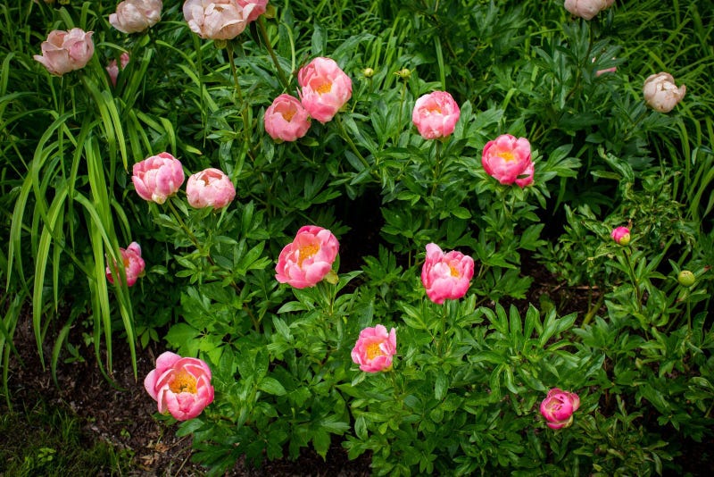 Flowers bloom in May