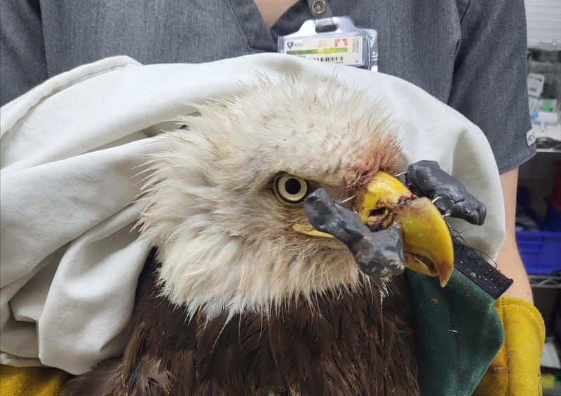 bald eagle shot through beak shown with pins following surgery