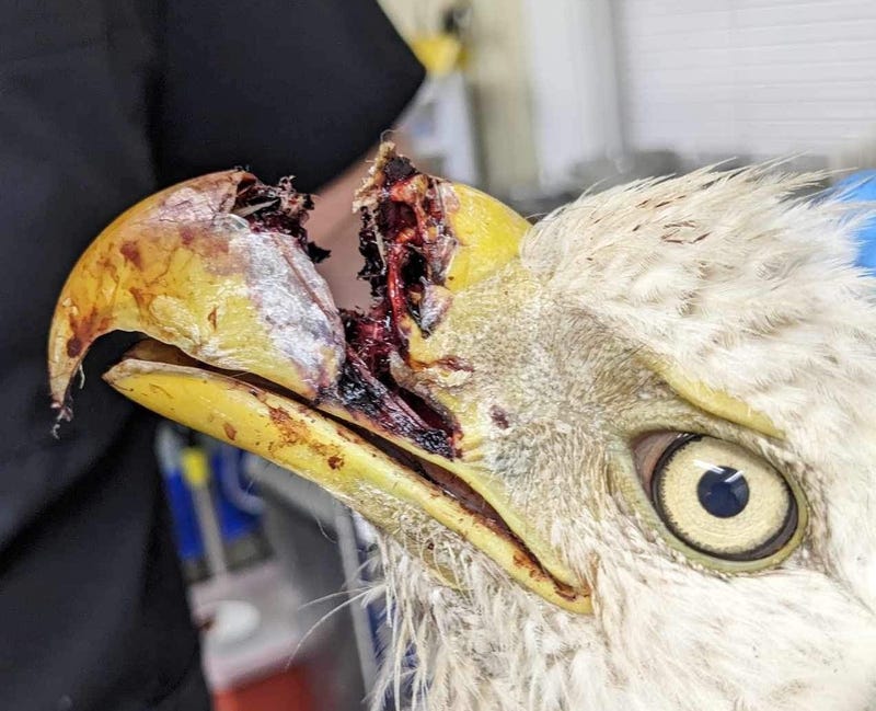bald eagle with gunshot wound to top of beak