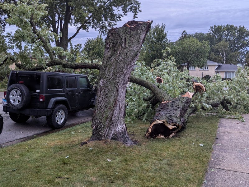downed tree