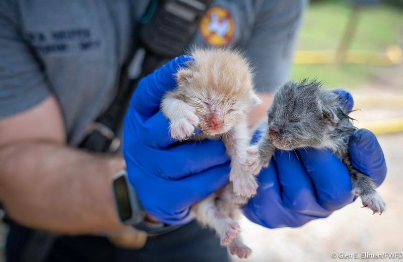 Firefighters rescued several animals, including two kittens, from a house fire in Fort Worth, Texas on Thursday, Sept. 6, 2024.
