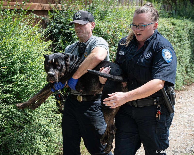Firefighters rescued several animals, including a pregnant dog, from a house fire in Fort Worth, Texas on Thursday, Sept. 6, 2024.