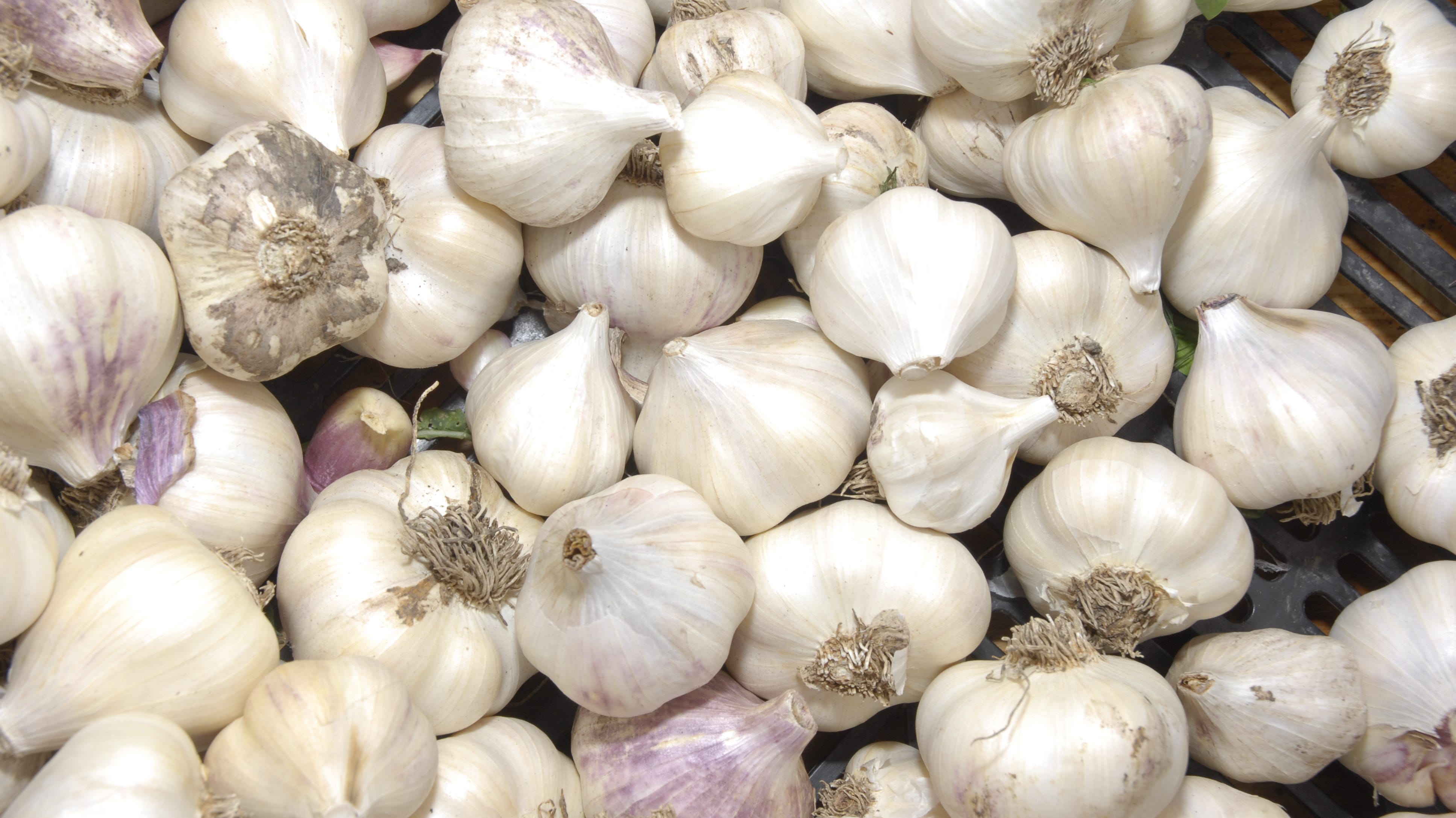 LISTEN: Now is the time to plant garlic