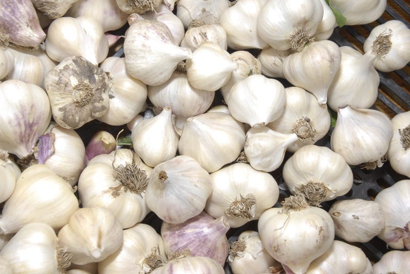 garlic