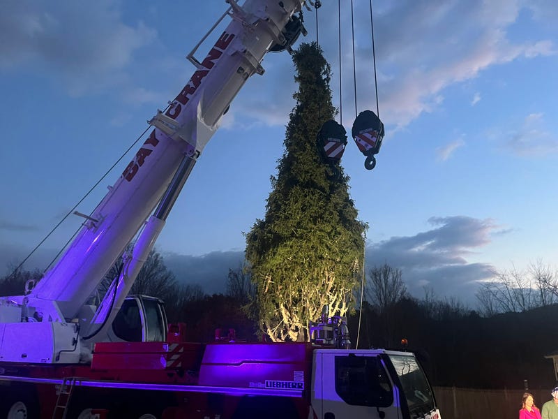 The 2024 Rockefeller Center Christmas Tree was cut on Nov. 7, 2024.