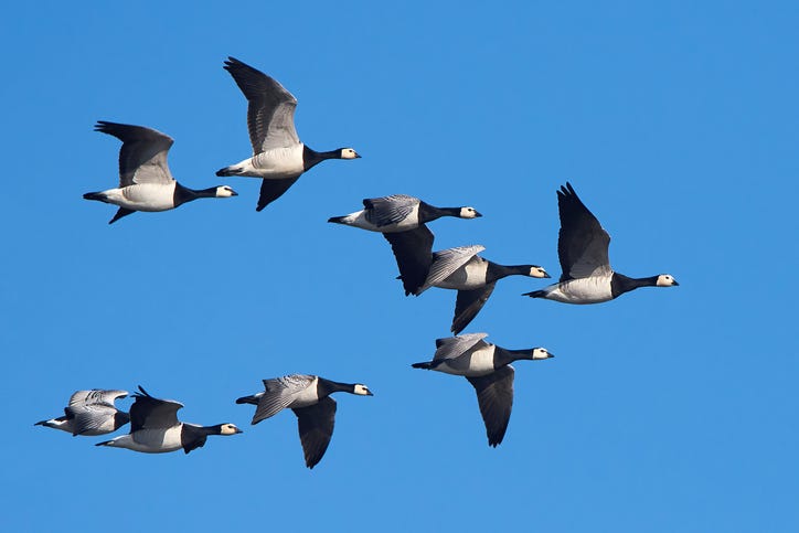 geese