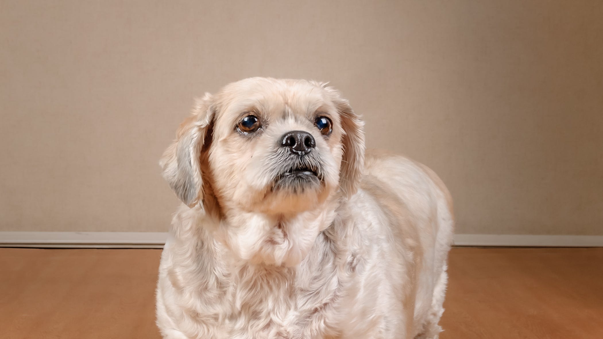 This older Shih Tzu mix has a lot of love to give!