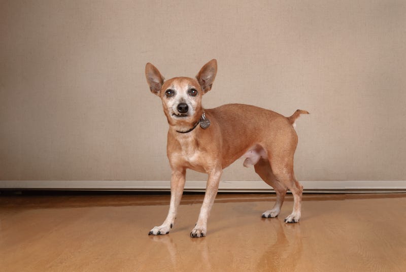 pet adoption