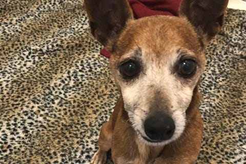 Chihuahua mix