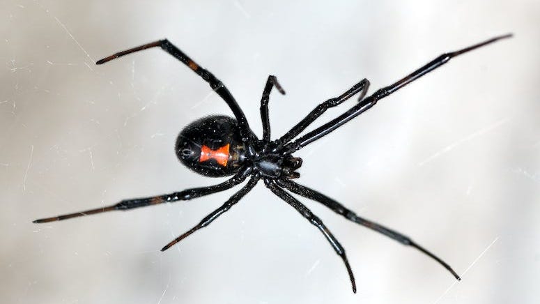 Three Brothers Let Black Widow Bite Them Trying to Turn Into Spider-Man
