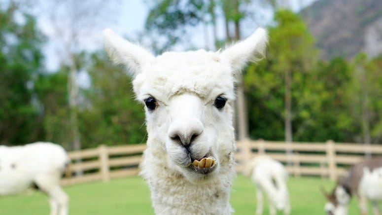 You Can Now Invite a Llama or Goat to Your Zoom Call for $65