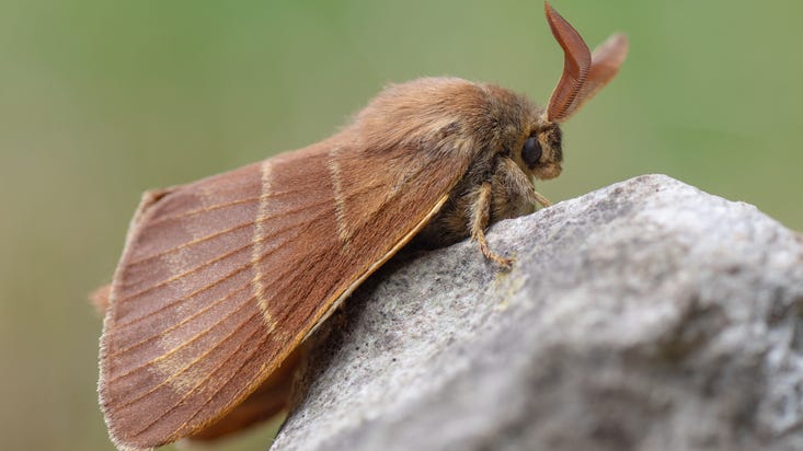 PHOTOS: Giant monster moth too large to fly discovered at school