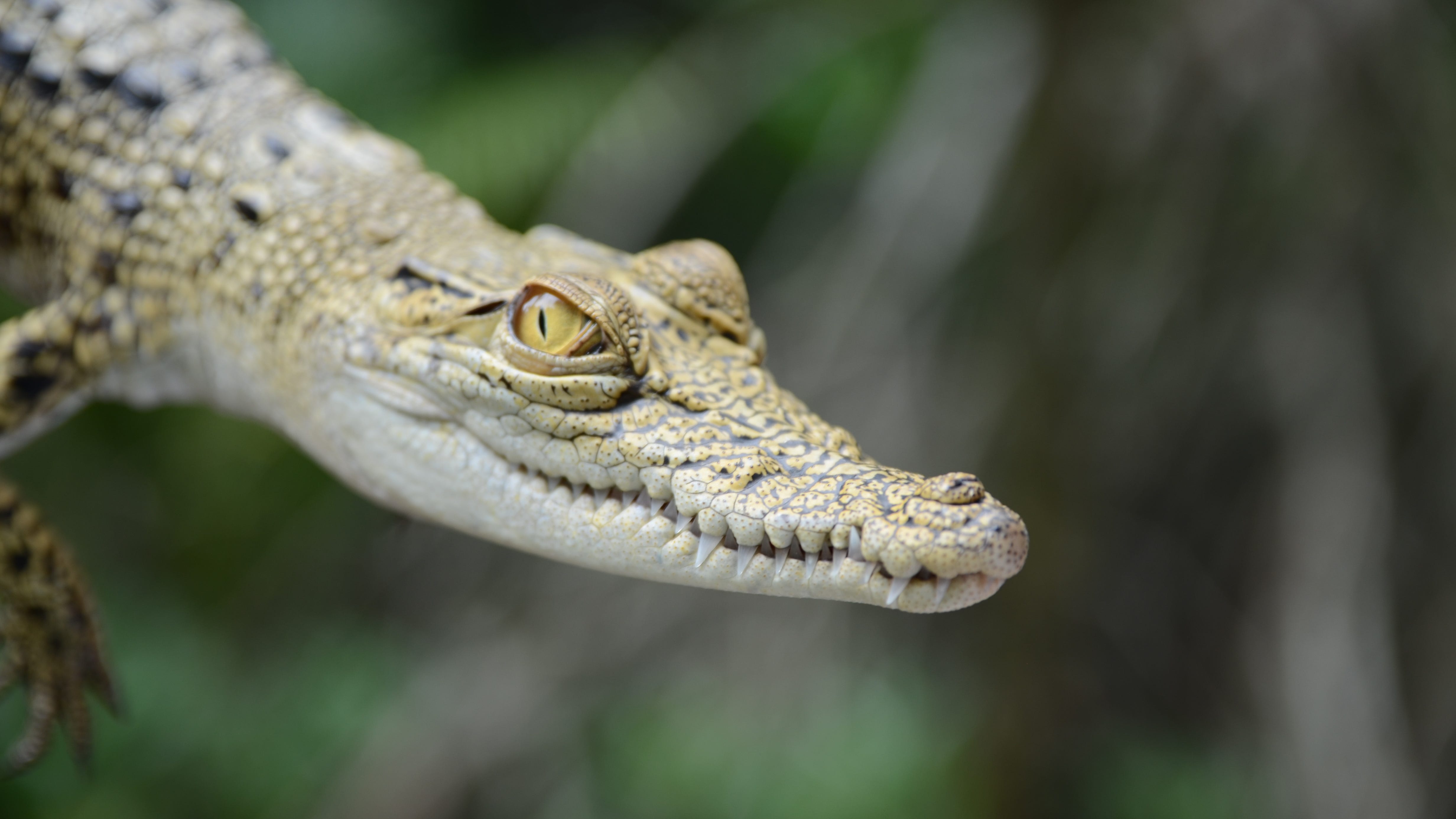 Fort Worth Zoo says new crocodile birth is a historic conservation success