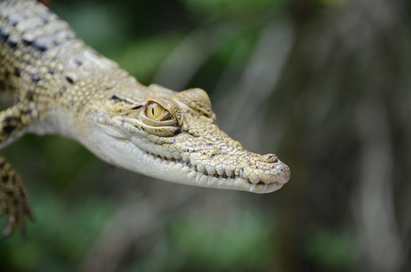 Baby crocodile