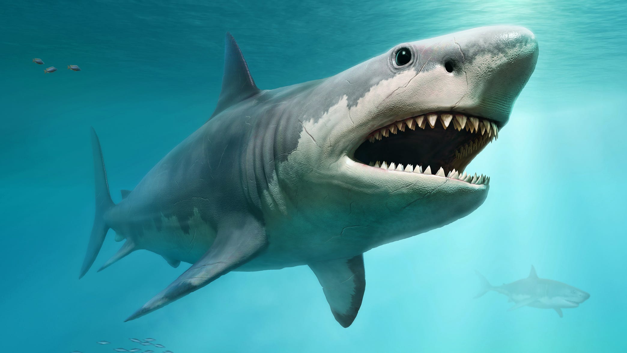 8 year-old discovers tooth from long-extinct shark on beach