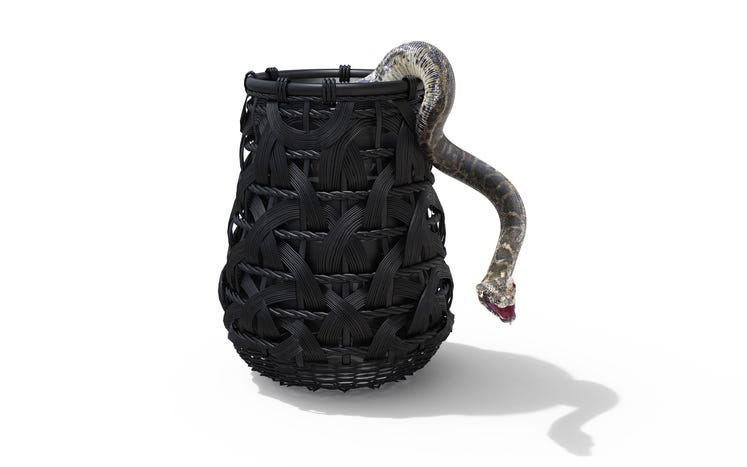 Snake in laundry basket 