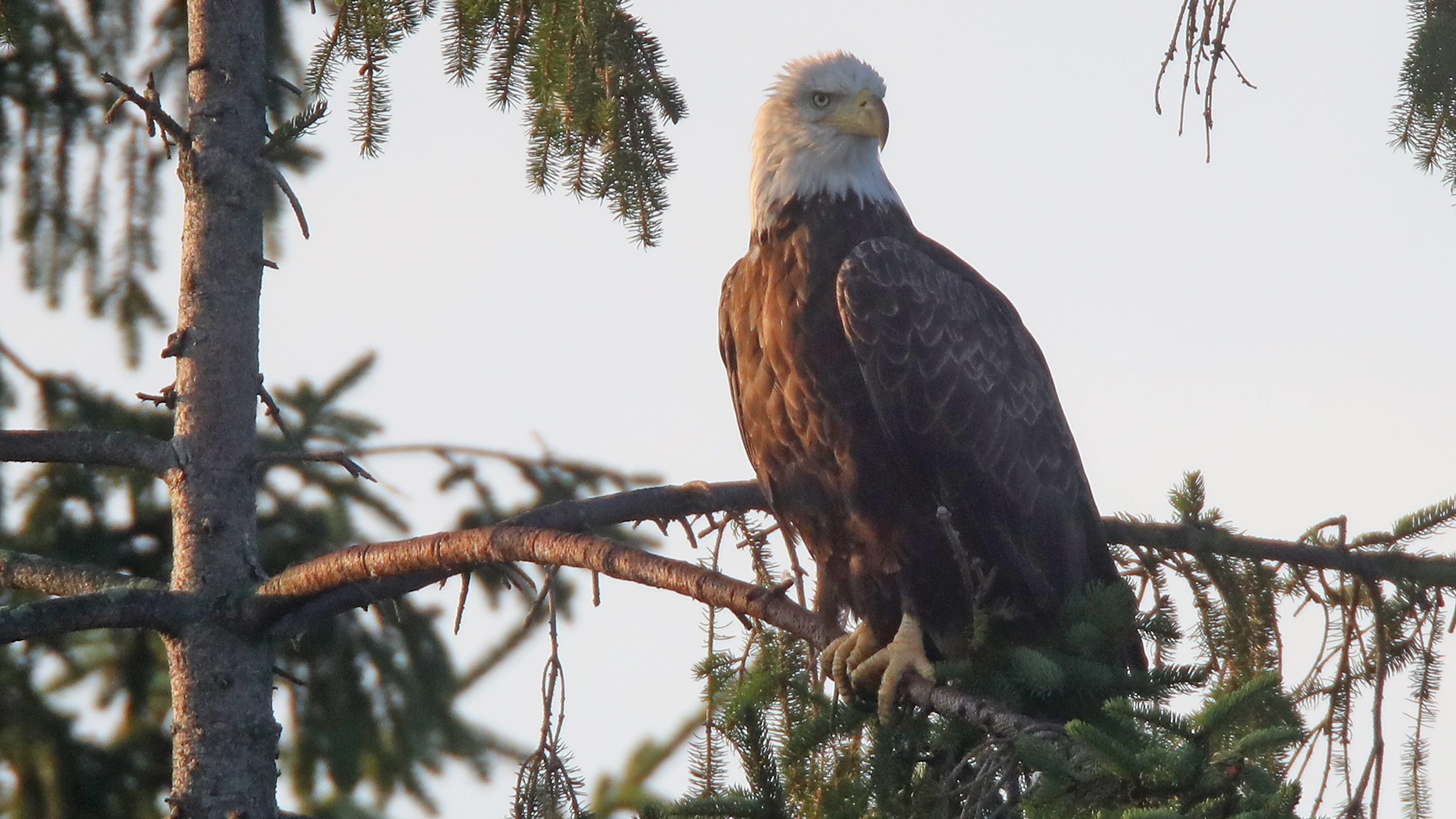 VIDEO: The ballad of Jackie and Shadow, two bald eagles with a big online fanbase