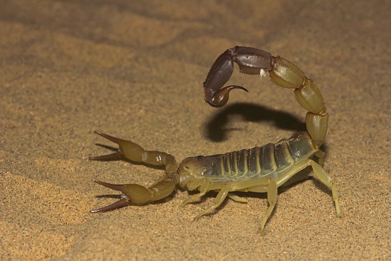 fat-tailed scorpion