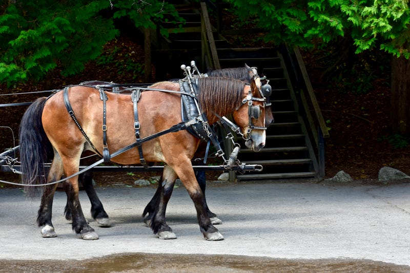 As the promise of spring approaches the Mitten State, we often associate the warming weather with cheering at Comerica Park, the chirping of robins in the morning and the sound of motorcycles in the streets, but for those on Mackinac Island, the return of horses marks the official start to the season.
