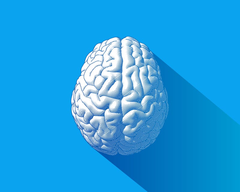 Brain illustration stock image