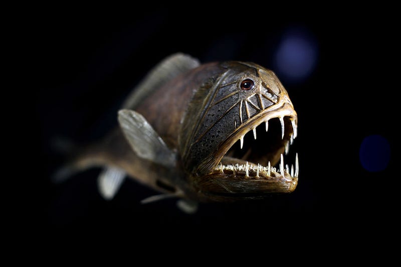 LONDON, ENGLAND - MAY 26: A Fangtooth fish is displayed at the Natural History Museum's new exhibition 'The Deep', on May 26, 2010 in London, England.