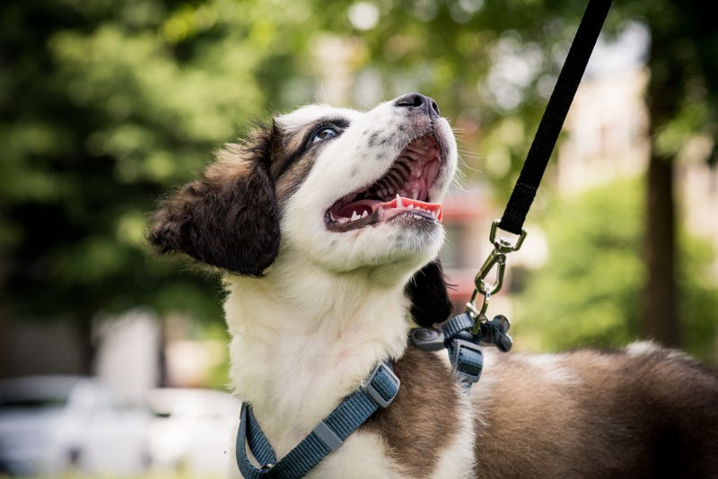 Dog on leash