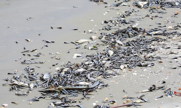 Dead fish washed up on a beach