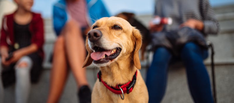Dog