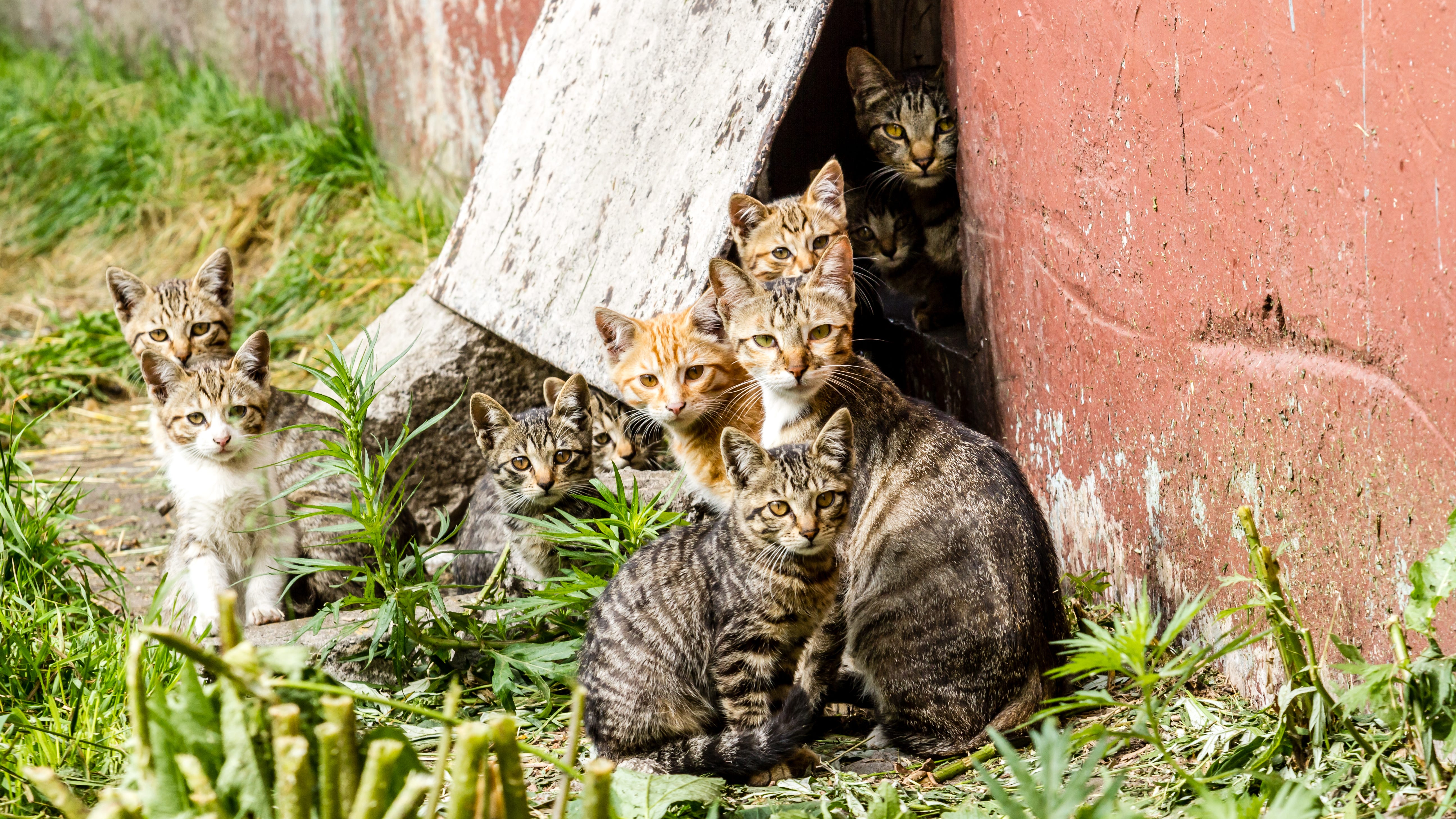 Collingdale man faces felony charges, accused of leaving kittens to die