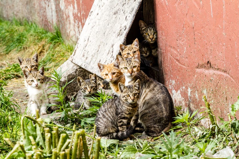Feral cats