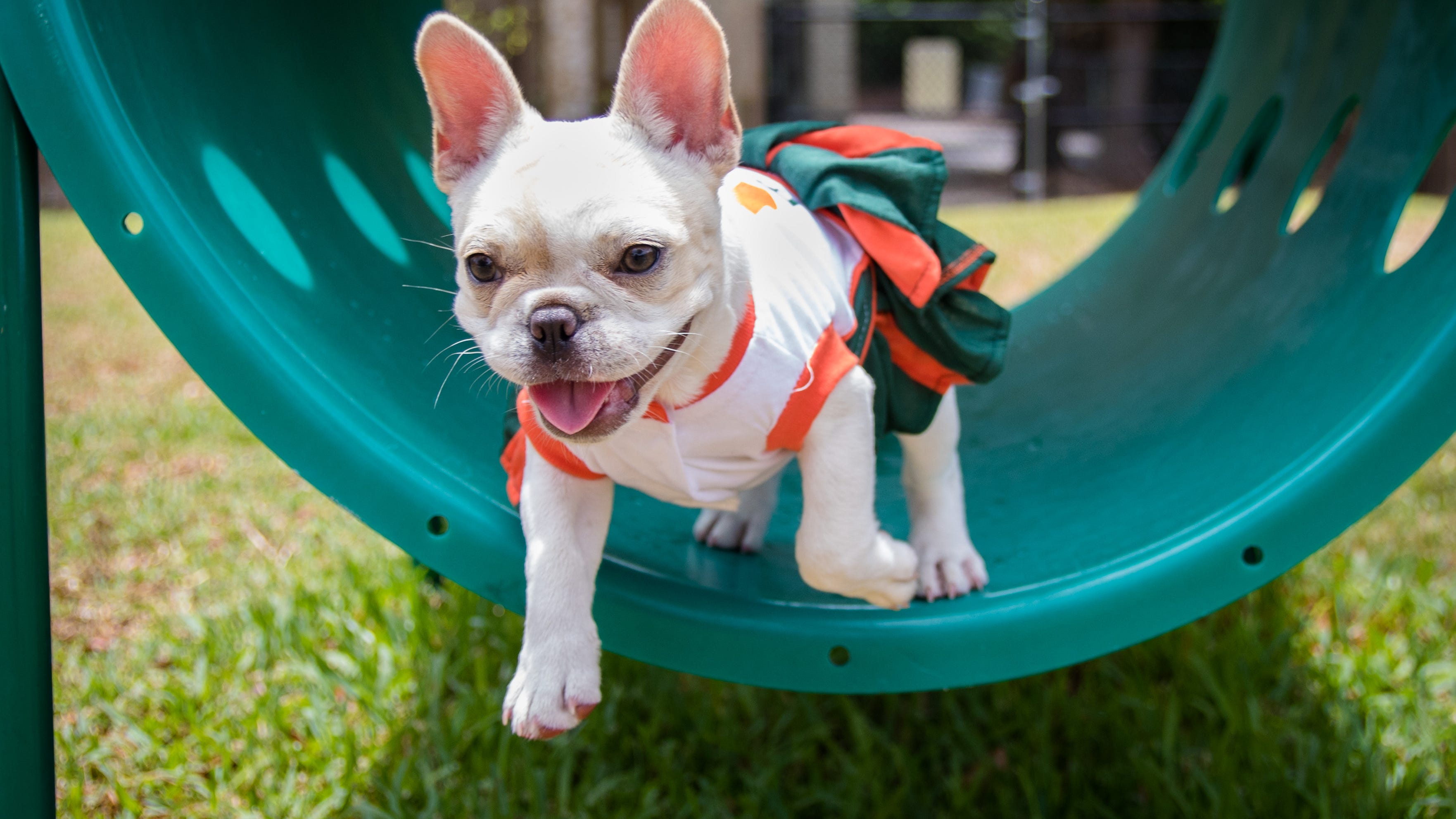 Ticks and trips to keep dogs safe and healthy as temps rise