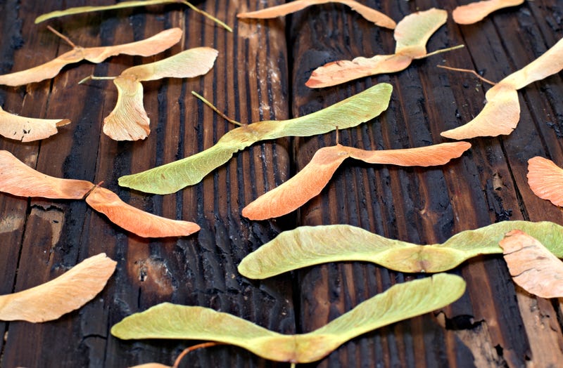 'Helicopter' maple tree seeds