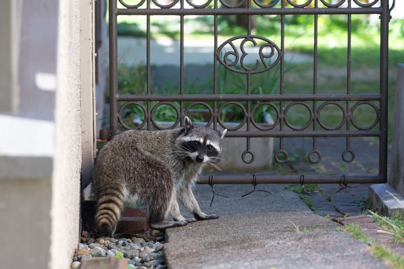 Raccoon