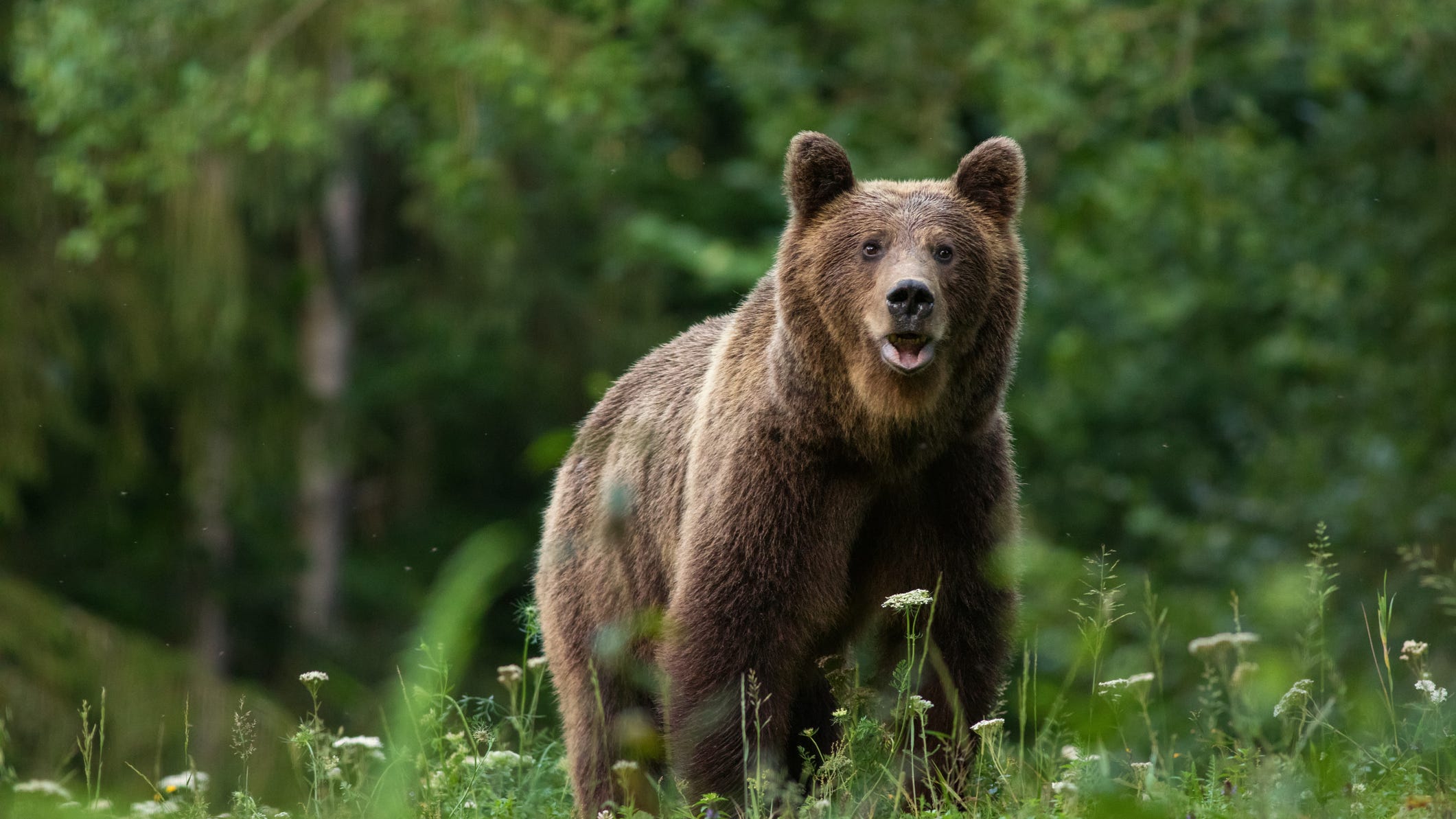 Bear killed on freeway in Santa Clarita