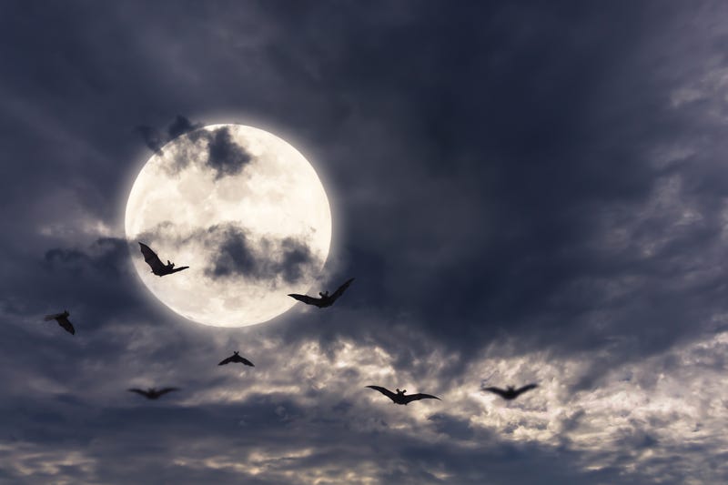 Stock image of bats flying by the moon