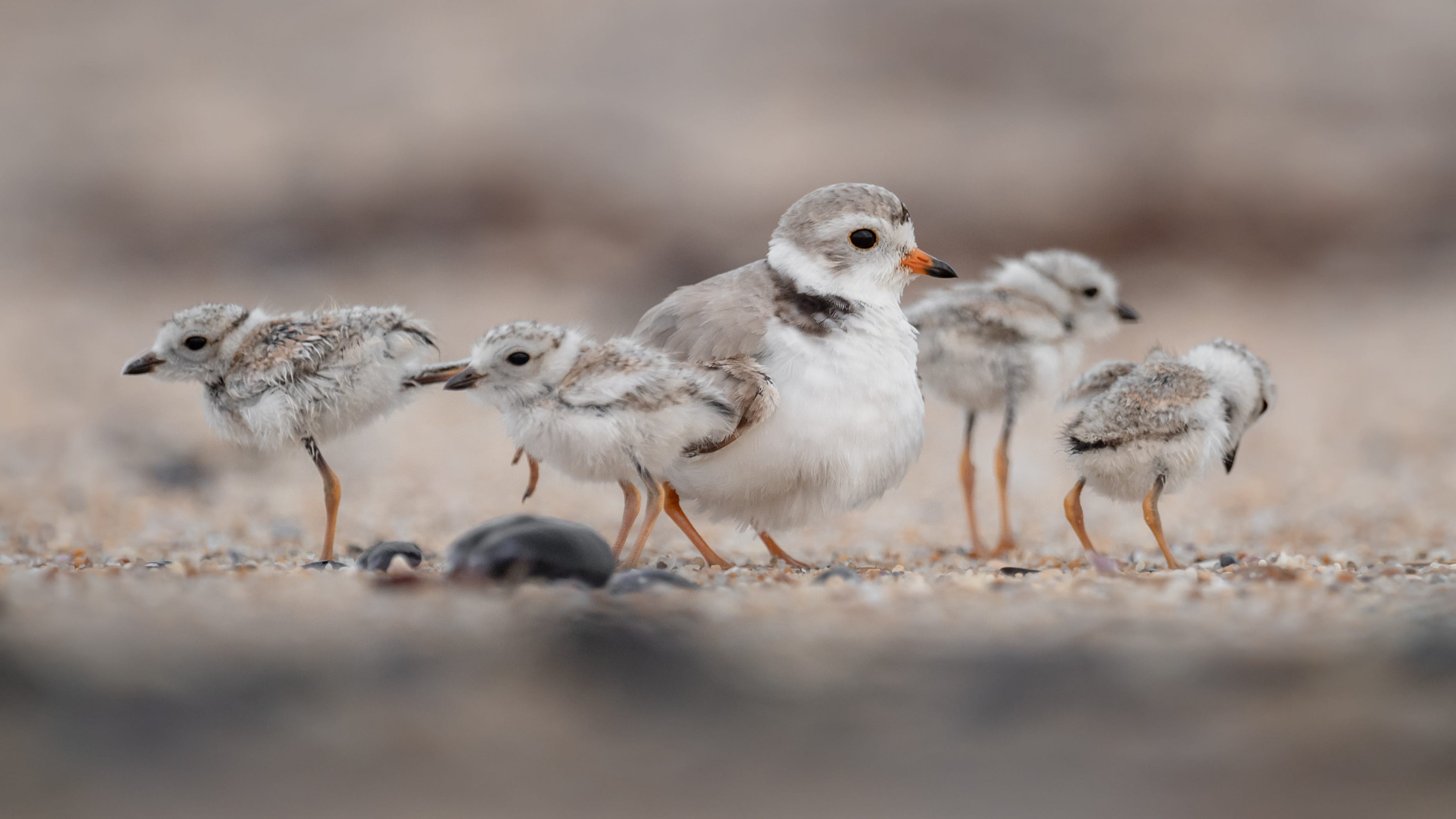 Piping plovers Monty and Rose are grandparents! 4 chicks born in Ohio