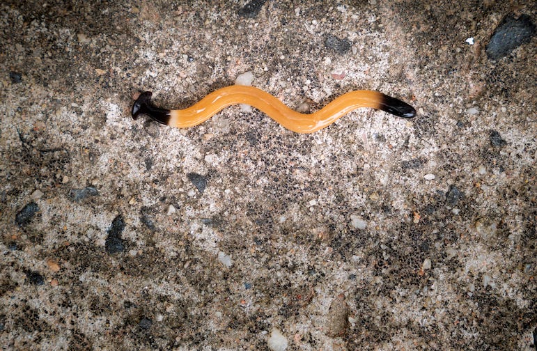 Hammerhead flatworm on the ground