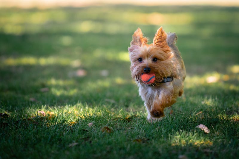 Yorkie puppy running in a grass field playing fetch.