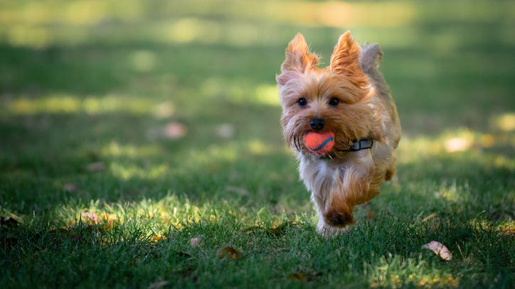 VIDEO: Yorkie saves 10-year-old girl from coyote attack